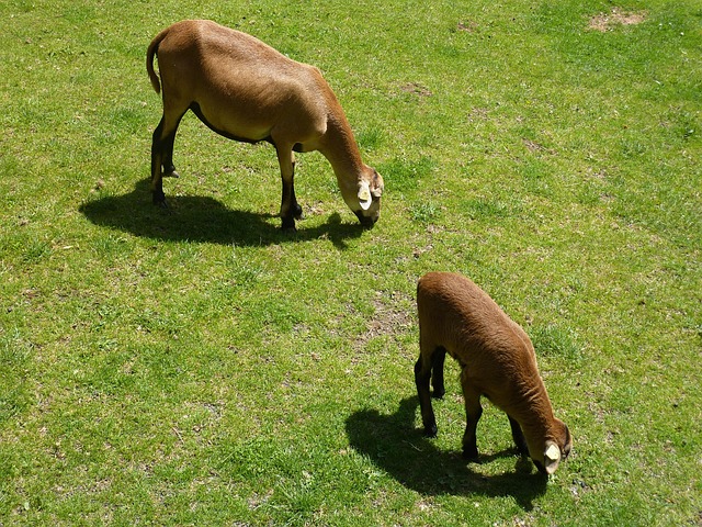 Free Sheep Animals photo and picture