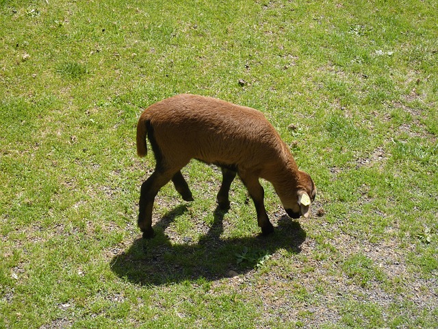 Free Sheep Animal photo and picture