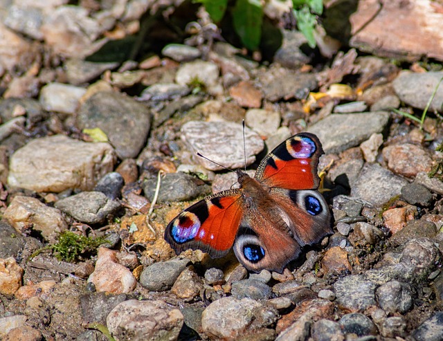 Free Butterfly Bath photo and picture
