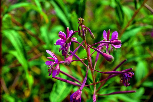 Free Rhön Black photo and picture