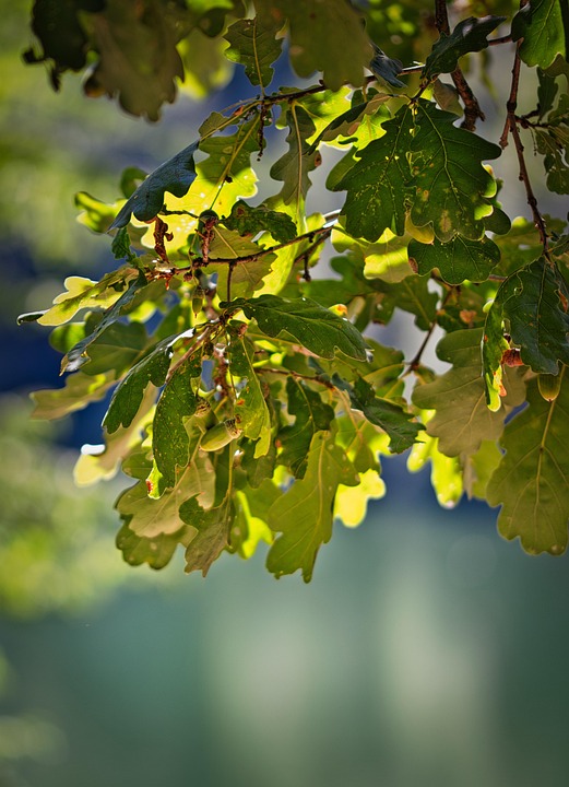Chêne Feuilles La Nature - Photo gratuite sur Pixabay - Pixabay