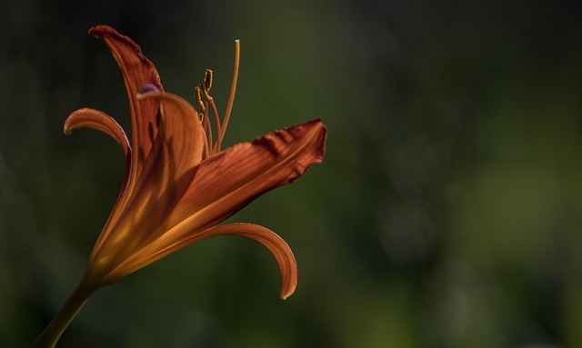 Free Flower Red photo and picture
