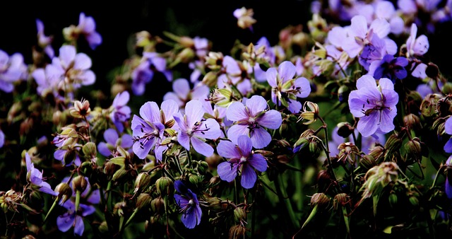 Free Blue Flower Background photo and picture