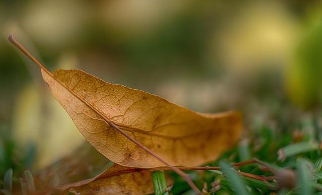 Macro Shot Close Up - Free photo on Pixabay