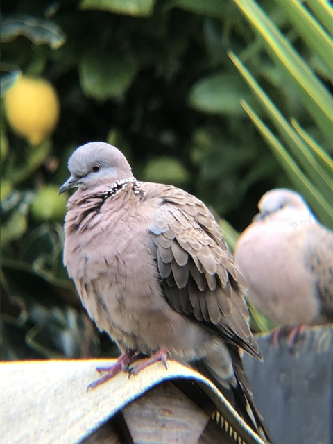 Free Pigeon Nature photo and picture