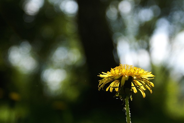 Löwenzahn, Bookeh, Gelb, Natur, Grün