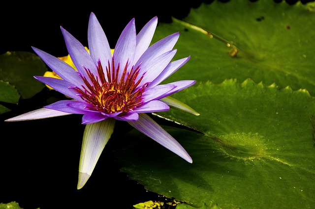 Lillipad, Schöne Blumen, Blumentapete