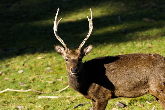Deer, Nature, Natur, Hirsch, Reh