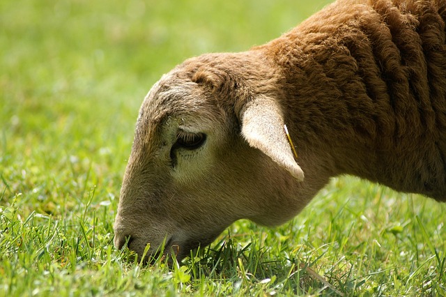 Sheep, Schaf, Grass, Gras, Green, Brown