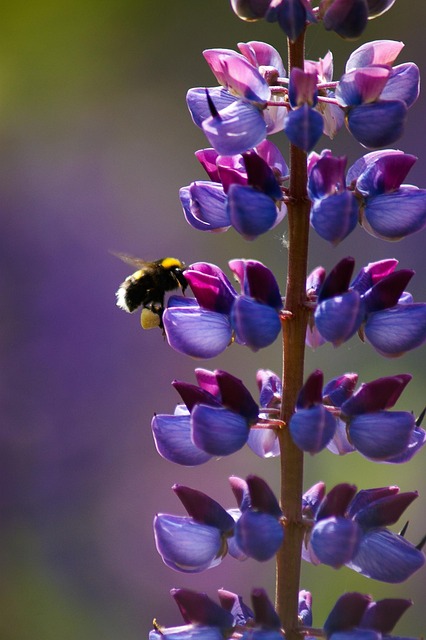 Bee, Schöne Blumen, Blumen Hintergrund