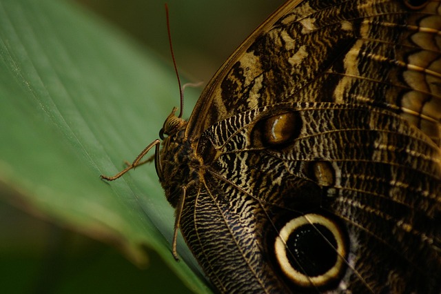 Butterfly, Schmetterling, Nature, Natur