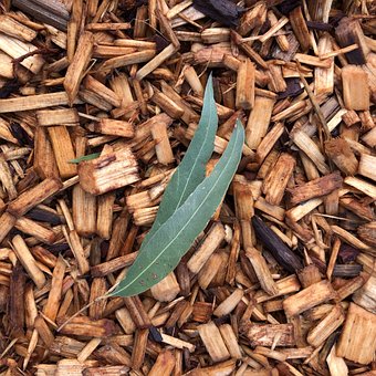 Free Eucalyptus Leaves photo and picture