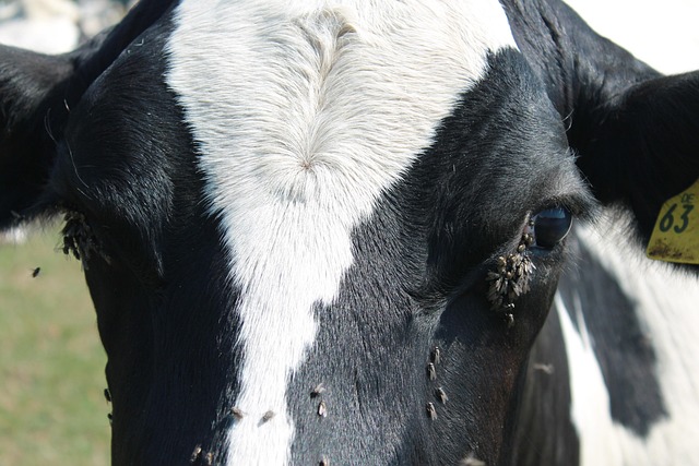 Free Cow Fly photo and picture