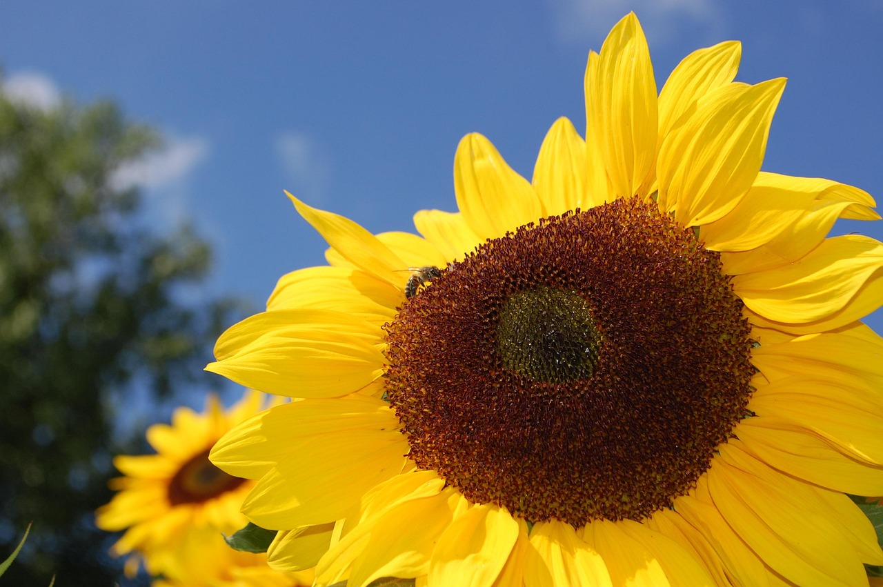 Sunflower Bee Flower - Free photo on Pixabay