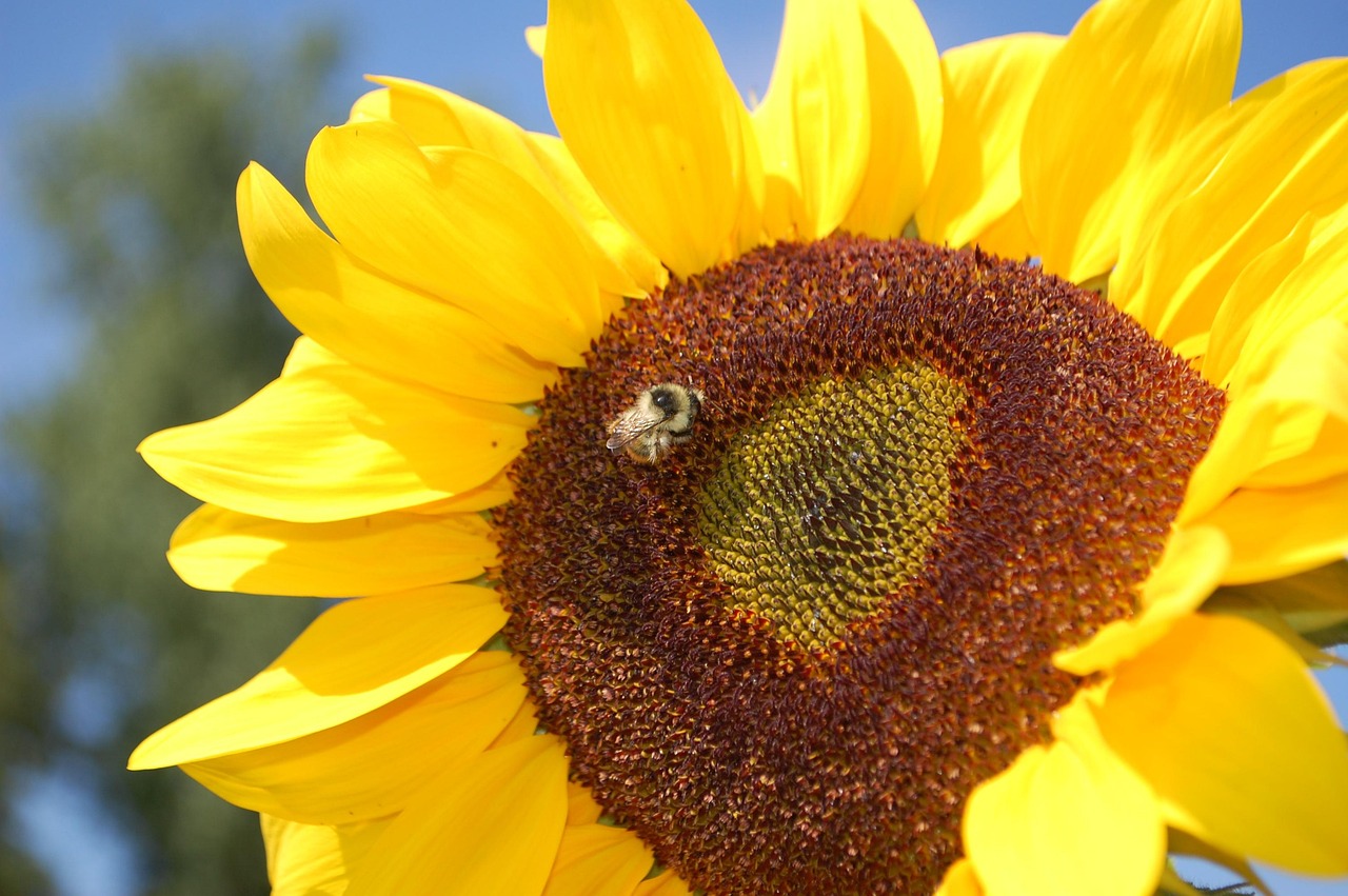 Sunflower Bee Yellow - Free photo on Pixabay - Pixabay