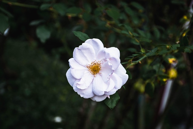 Free Flower Nature photo and picture