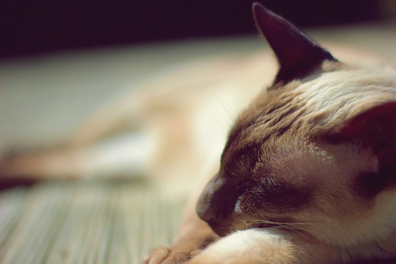 Siamese - free online jigsaw puzzle photo