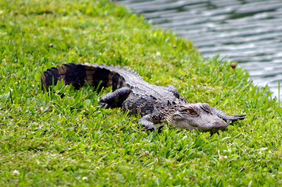 South Carolina Alligator Free photo on Pixabay Pixabay