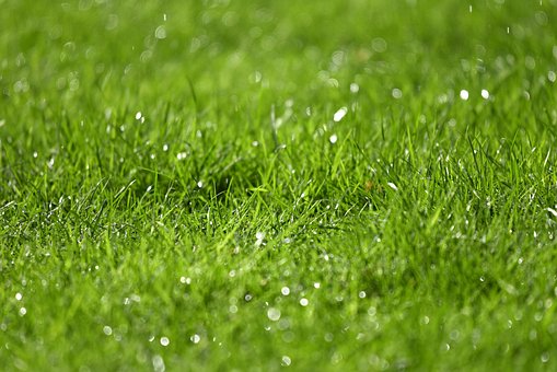 Grass, Rain Drops, Droplets, Water Drops