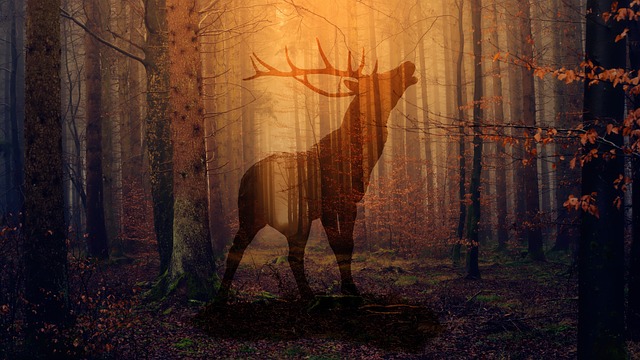Free Forest Hart photo and picture