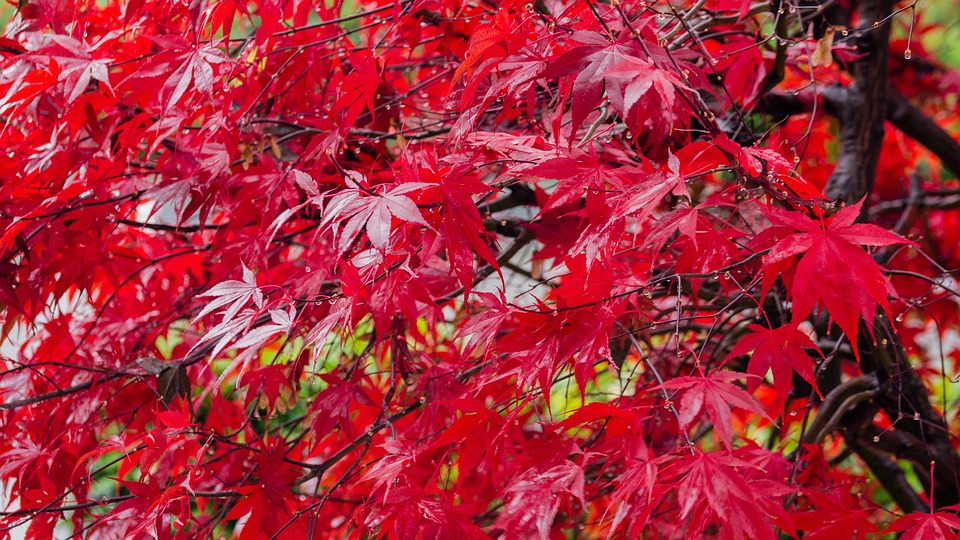 枫树 红色的 秋天 - Pixabay上的免费照片 - Pixabay