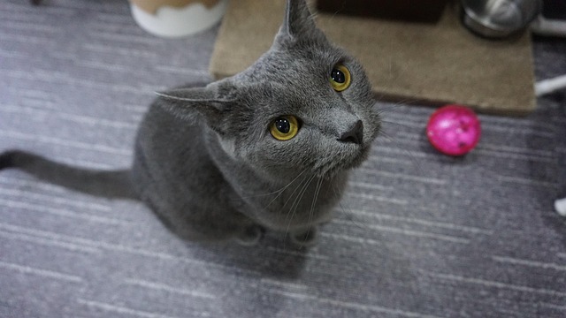 Free Cat Russian Blue photo and picture