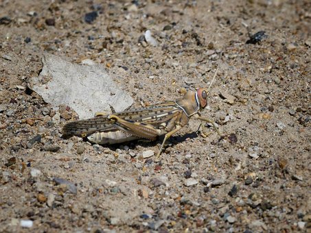 Free Grasshopper Insect photo and picture