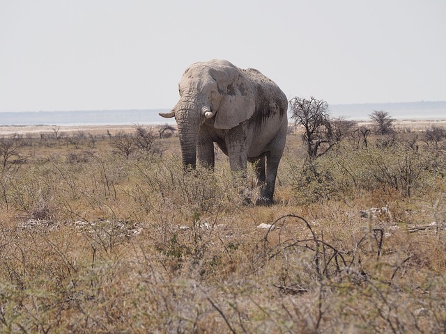 Free Africa Elephant photo and picture