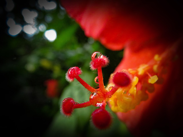 Free Raindrops Hibiscus photo and picture