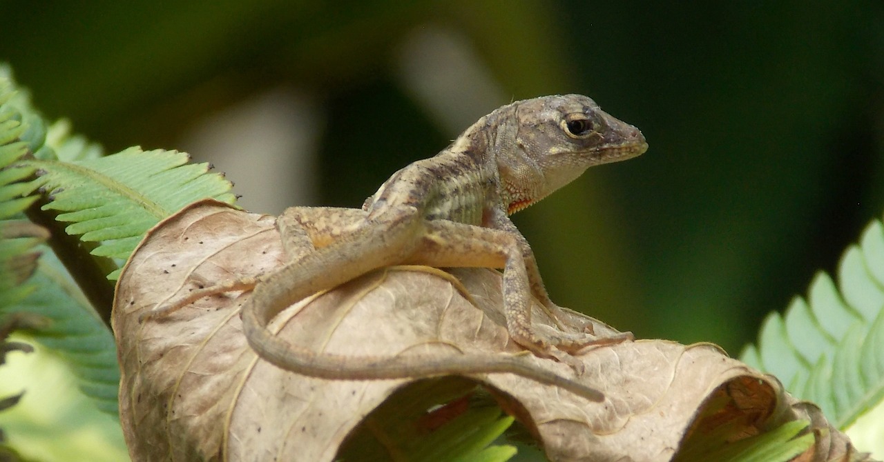 Gecko - free online jigsaw puzzle photo