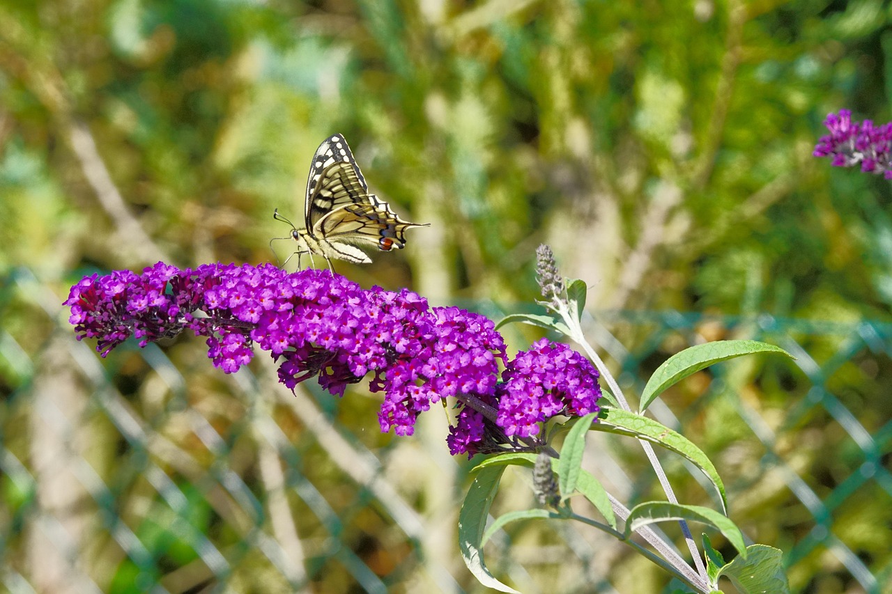 queue-d-aronde-fleur-la-photo-gratuite-sur-pixabay-pixabay