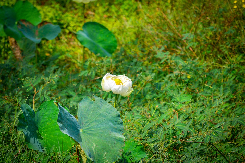 Fleur De Lotus Blanc - Photo gratuite sur Pixabay - Pixabay