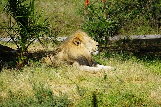 Free Leon Mammal photo and picture