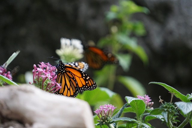 Free Monarch Butterfly Animals photo and picture