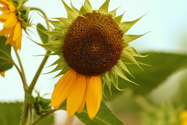 Free Sunflower Blossom photo and picture
