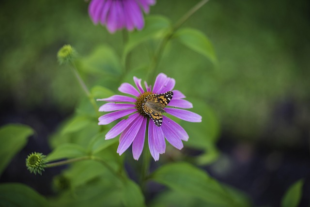 Free Butterfly Nature photo and picture