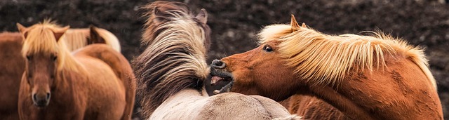 Free Iceland Horses photo and picture
