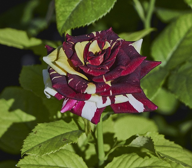 Free Rose Green photo and picture