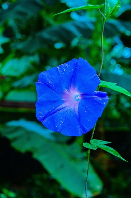 Free Flower Kerala photo and picture