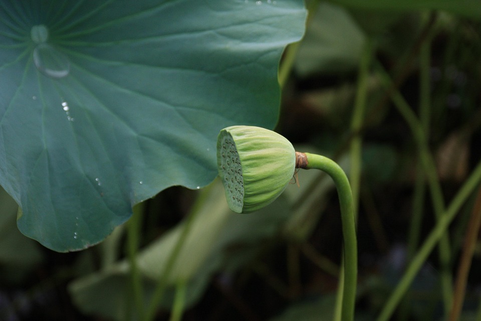 연밥 Lotuspip Lotus Seed - Pixabay의 무료 사진