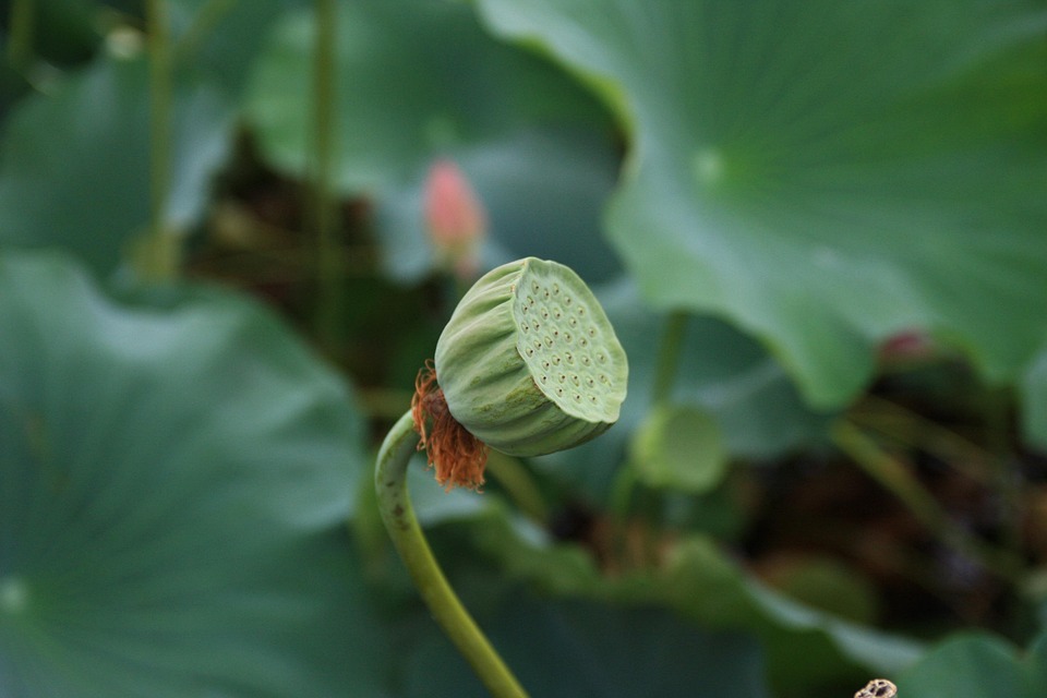 연밥 Lotus Seed 식물 - Pixabay의 무료 사진 - Pixabay