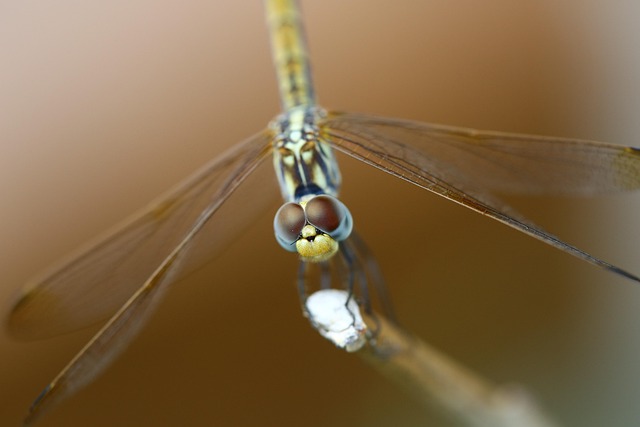 Free Bug Nature photo and picture