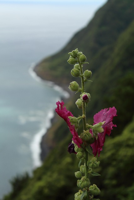 Montanha, Flores Bonitas, Flor, Paisagem