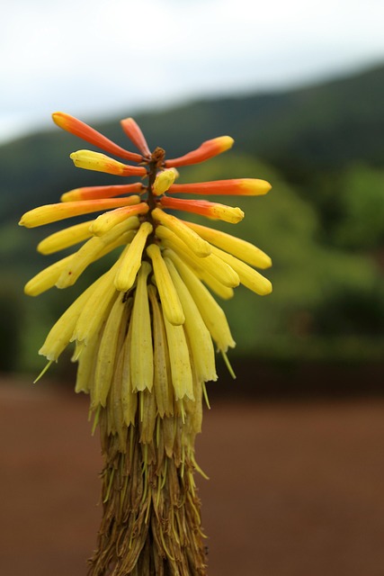 Flores, Paisagem, Verão, Primavera