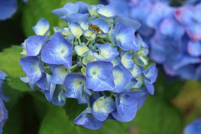 Flores, Fundo Flor