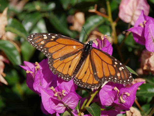 Free Monarch Butterfly Butterfly photo and picture