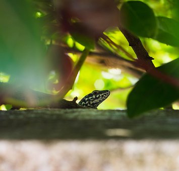 Free Lizard Nature photo and picture