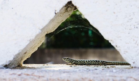 Free Lizard Nature photo and picture