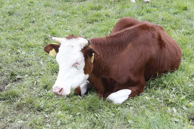 Free Bull Meadow photo and picture