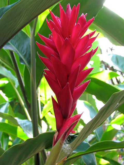 Free Flower Nature photo and picture
